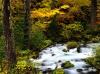 Roaring River, Mount Hood National Forest,  Oregon
